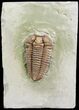 Massive Oldenburg Flexicalymene Trilobite - #5610-5
